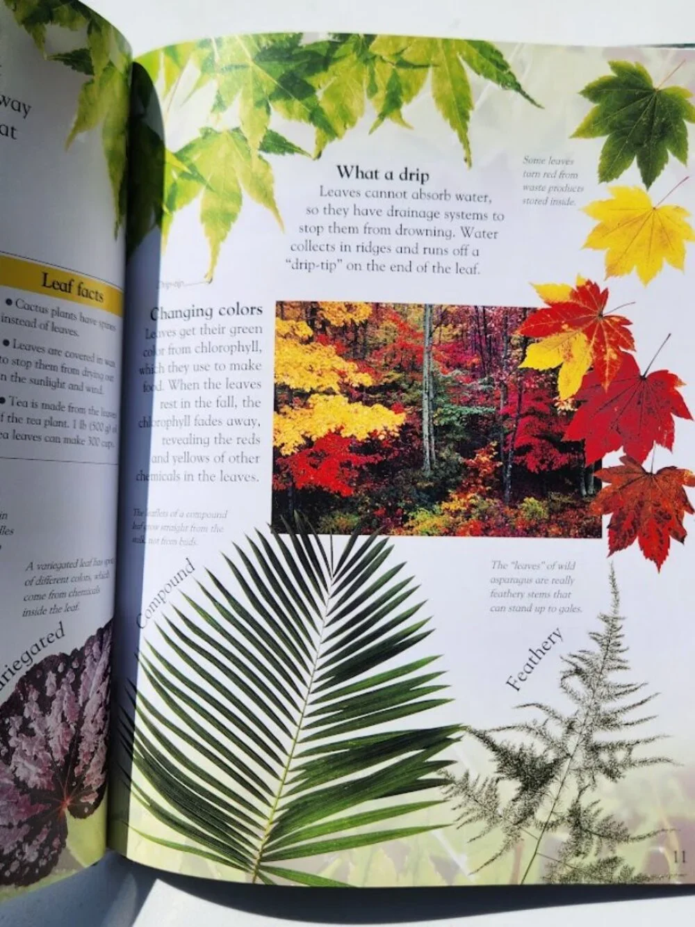 NEW DK Eye Wonder Plant Hardcover Book by David Burnie DK Publishing 48 pages IS
